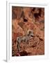 Desert Bighorn Sheep (Ovis Canadensis Nelsoni) Ram, Valley of Fire State Park, Nevada, Usa-James Hager-Framed Photographic Print