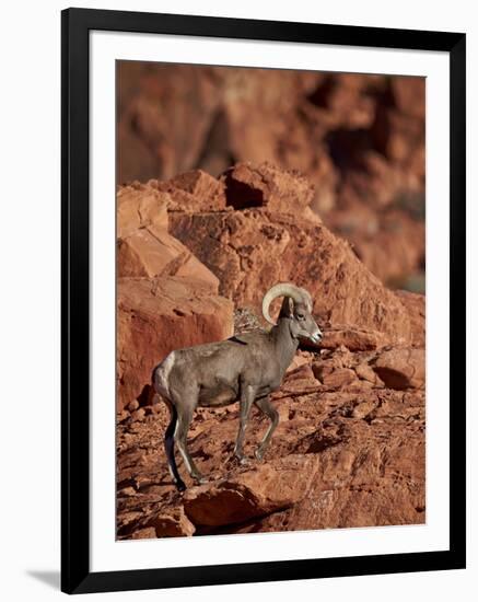 Desert Bighorn Sheep (Ovis Canadensis Nelsoni) Ram, Valley of Fire State Park, Nevada, Usa-James Hager-Framed Photographic Print