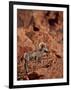 Desert Bighorn Sheep (Ovis Canadensis Nelsoni) Ram, Valley of Fire State Park, Nevada, Usa-James Hager-Framed Photographic Print