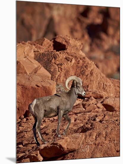 Desert Bighorn Sheep (Ovis Canadensis Nelsoni) Ram, Valley of Fire State Park, Nevada, Usa-James Hager-Mounted Photographic Print