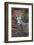 Desert Bighorn Sheep (Ovis Canadensis Nelsoni) Ram, Valley of Fire State Park, Nevada, Usa-James Hager-Framed Photographic Print