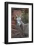 Desert Bighorn Sheep (Ovis Canadensis Nelsoni) Ram, Valley of Fire State Park, Nevada, Usa-James Hager-Framed Photographic Print