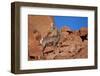 Desert Bighorn Sheep (Ovis Canadensis Nelsoni) Ram, Valley of Fire State Park, Nevada, Usa-James Hager-Framed Photographic Print