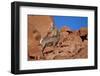 Desert Bighorn Sheep (Ovis Canadensis Nelsoni) Ram, Valley of Fire State Park, Nevada, Usa-James Hager-Framed Photographic Print