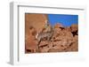 Desert Bighorn Sheep (Ovis Canadensis Nelsoni) Ram, Valley of Fire State Park, Nevada, Usa-James Hager-Framed Photographic Print