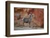 Desert Bighorn Sheep (Ovis Canadensis Nelsoni) Ram, Valley of Fire State Park, Nevada, Usa-James Hager-Framed Photographic Print