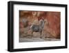 Desert Bighorn Sheep (Ovis Canadensis Nelsoni) Ram, Valley of Fire State Park, Nevada, Usa-James Hager-Framed Photographic Print