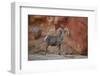 Desert Bighorn Sheep (Ovis Canadensis Nelsoni) Ram, Valley of Fire State Park, Nevada, Usa-James Hager-Framed Photographic Print