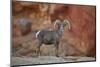 Desert Bighorn Sheep (Ovis Canadensis Nelsoni) Ram, Valley of Fire State Park, Nevada, Usa-James Hager-Mounted Photographic Print