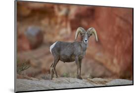 Desert Bighorn Sheep (Ovis Canadensis Nelsoni) Ram, Valley of Fire State Park, Nevada, Usa-James Hager-Mounted Photographic Print