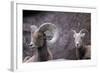 Desert Bighorn Sheep Ram and Ewe, Southern Arizona, Usa-John Barger-Framed Photographic Print