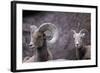 Desert Bighorn Sheep Ram and Ewe, Southern Arizona, Usa-John Barger-Framed Photographic Print