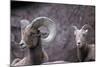 Desert Bighorn Sheep Ram and Ewe, Southern Arizona, Usa-John Barger-Mounted Photographic Print