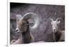 Desert Bighorn Sheep Ram and Ewe, Southern Arizona, Usa-John Barger-Framed Photographic Print