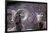 Desert Bighorn Sheep Ram and Ewe, Southern Arizona, Usa-John Barger-Framed Photographic Print