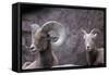 Desert Bighorn Sheep Ram and Ewe, Southern Arizona, Usa-John Barger-Framed Stretched Canvas