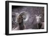 Desert Bighorn Sheep Ram and Ewe, Southern Arizona, Usa-John Barger-Framed Photographic Print