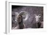 Desert Bighorn Sheep Ram and Ewe, Southern Arizona, Usa-John Barger-Framed Photographic Print