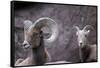 Desert Bighorn Sheep Ram and Ewe, Southern Arizona, Usa-John Barger-Framed Stretched Canvas