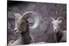 Desert Bighorn Sheep Ram and Ewe, Southern Arizona, Usa-John Barger-Stretched Canvas