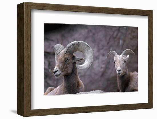 Desert Bighorn Sheep Ram and Ewe, Southern Arizona, Usa-John Barger-Framed Photographic Print