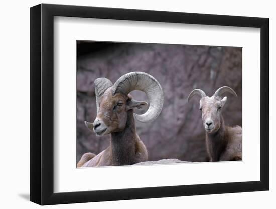 Desert Bighorn Sheep Ram and Ewe, Southern Arizona, Usa-John Barger-Framed Photographic Print