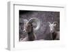 Desert Bighorn Sheep Ram and Ewe, Southern Arizona, Usa-John Barger-Framed Photographic Print