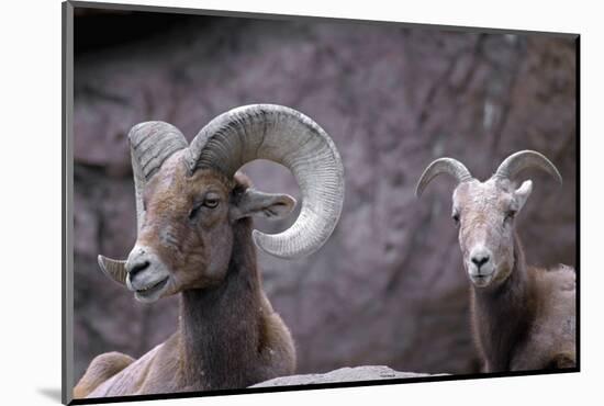 Desert Bighorn Sheep Ram and Ewe, Southern Arizona, Usa-John Barger-Mounted Photographic Print