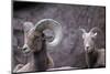 Desert Bighorn Sheep Ram and Ewe, Southern Arizona, Usa-John Barger-Mounted Photographic Print