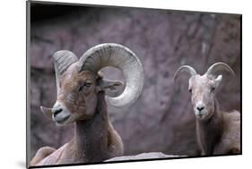 Desert Bighorn Sheep Ram and Ewe, Southern Arizona, Usa-John Barger-Mounted Photographic Print