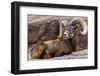 Desert Bighorn Sheep Ram at the Arizona Sonoran Desert Museum in Tucson, Arizona, USA-Chuck Haney-Framed Photographic Print