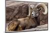 Desert Bighorn Sheep Ram at the Arizona Sonoran Desert Museum in Tucson, Arizona, USA-Chuck Haney-Mounted Photographic Print