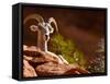 Desert Bighorn Sheep, Zion National Park, Utah, Usa-Maresa Pryor-Framed Stretched Canvas