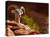 Desert Bighorn Sheep, Zion National Park, Utah, Usa-Maresa Pryor-Stretched Canvas