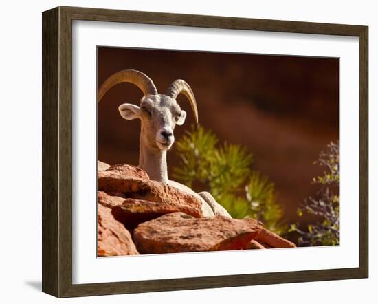 Desert Bighorn Sheep, Zion National Park, Utah, Usa-Maresa Pryor-Framed Photographic Print