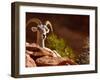 Desert Bighorn Sheep, Zion National Park, Utah, Usa-Maresa Pryor-Framed Photographic Print