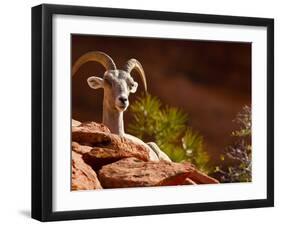 Desert Bighorn Sheep, Zion National Park, Utah, Usa-Maresa Pryor-Framed Photographic Print