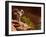 Desert Bighorn Sheep, Zion National Park, Utah, Usa-Maresa Pryor-Framed Photographic Print