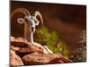 Desert Bighorn Sheep, Zion National Park, Utah, Usa-Maresa Pryor-Mounted Photographic Print