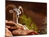 Desert Bighorn Sheep, Zion National Park, Utah, Usa-Maresa Pryor-Mounted Photographic Print