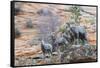 Desert bighorn sheep-Ken Archer-Framed Stretched Canvas