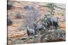 Desert bighorn sheep-Ken Archer-Stretched Canvas