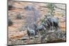 Desert bighorn sheep-Ken Archer-Mounted Photographic Print