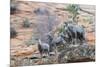 Desert bighorn sheep-Ken Archer-Mounted Photographic Print