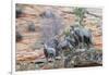 Desert bighorn sheep-Ken Archer-Framed Photographic Print