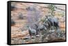 Desert bighorn sheep-Ken Archer-Framed Stretched Canvas