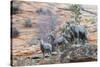 Desert bighorn sheep-Ken Archer-Stretched Canvas
