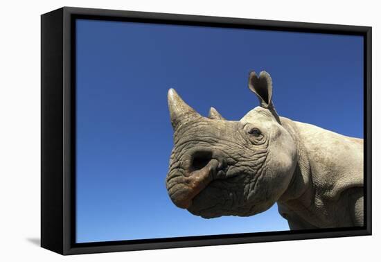 Desert Black Rhino-null-Framed Stretched Canvas