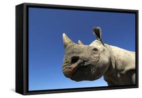 Desert Black Rhino-null-Framed Stretched Canvas