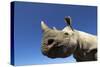 Desert Black Rhino-null-Stretched Canvas